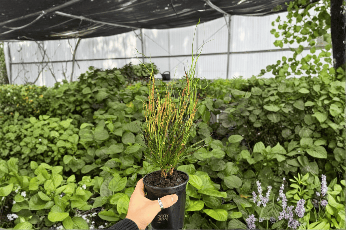 Croton Picasso’s Paintbrush 2 Exact Live Plants – 4-Inch Pots – Codiaeum variegatum ‘Picasso’s Paintbrush’