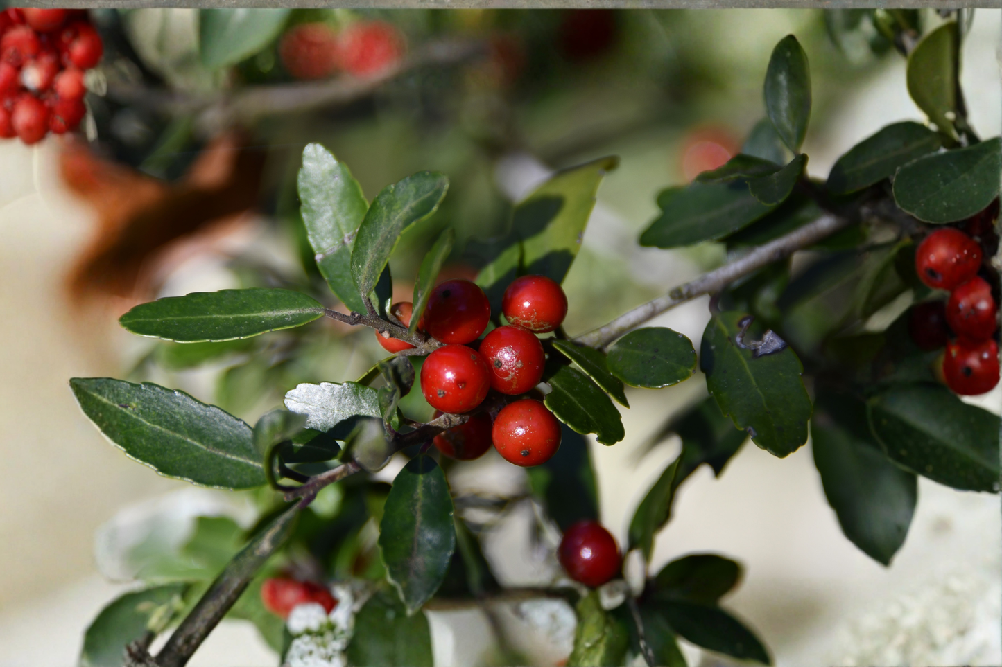 Weeping Yaupon Holly Live Plant – 4–6 Inches Tall – Soil-Wrapped Roots – Ilex vomitoria 'Pendula'