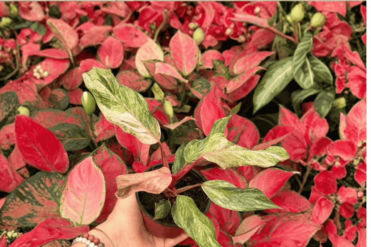 Philodendron Fire Phoenix 2 Exact Live Plants – Specific 4” Size