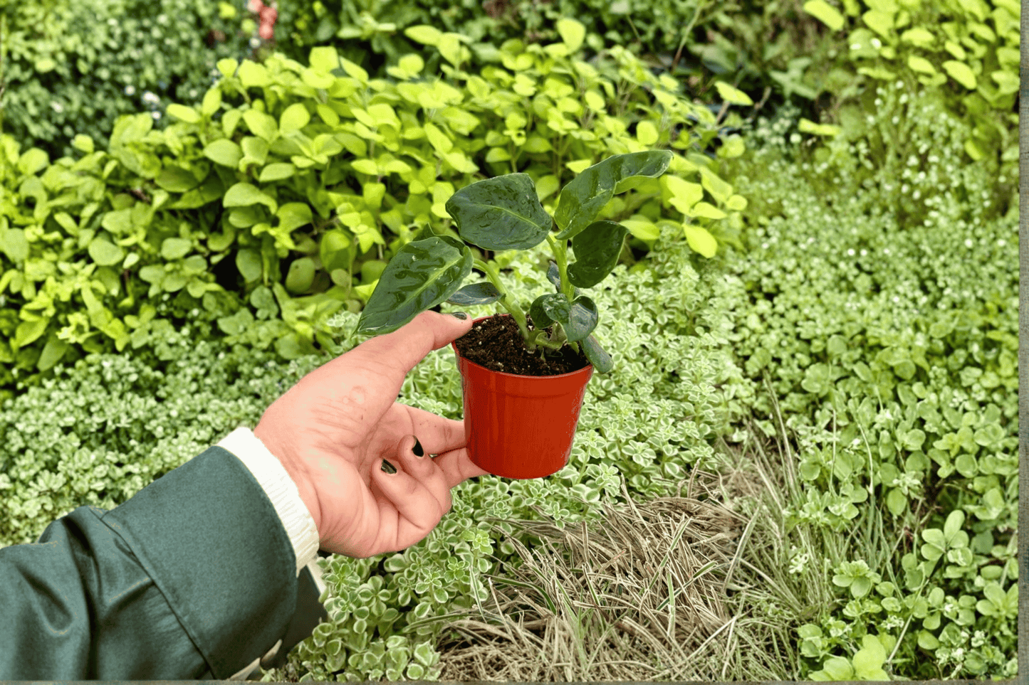 2 Dieffenbachia 'Reflector' Starter Plants – Bare Root – Dieffenbachia 'Reflector'
