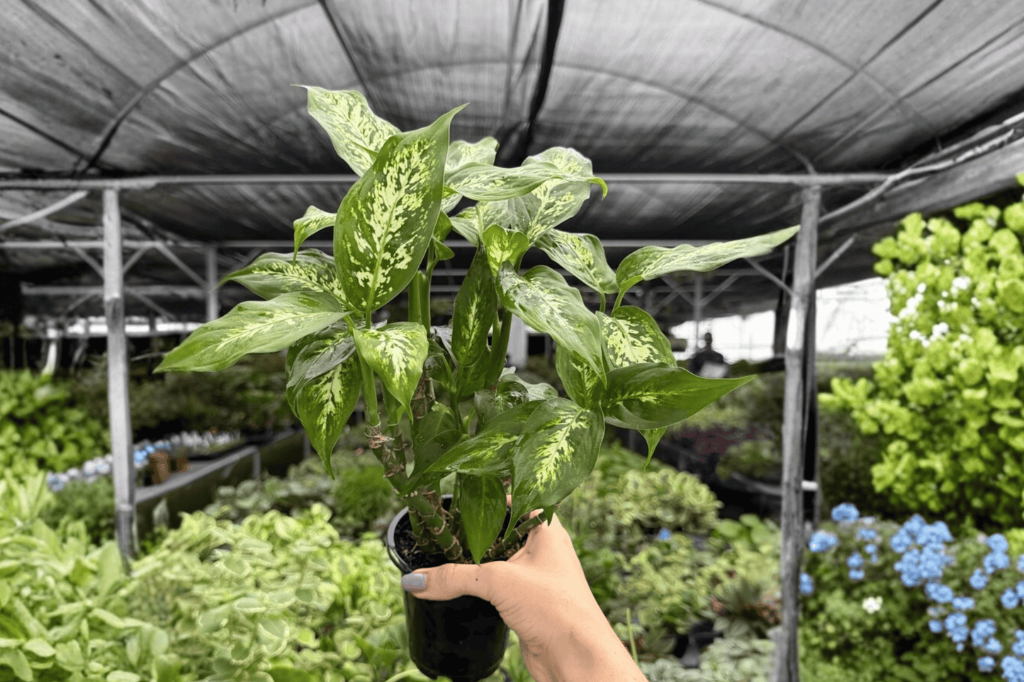 Dieffenbachia Compacta 2 Exact Live Plants – 4-Inch Pots – Dieffenbachia 'Compacta'