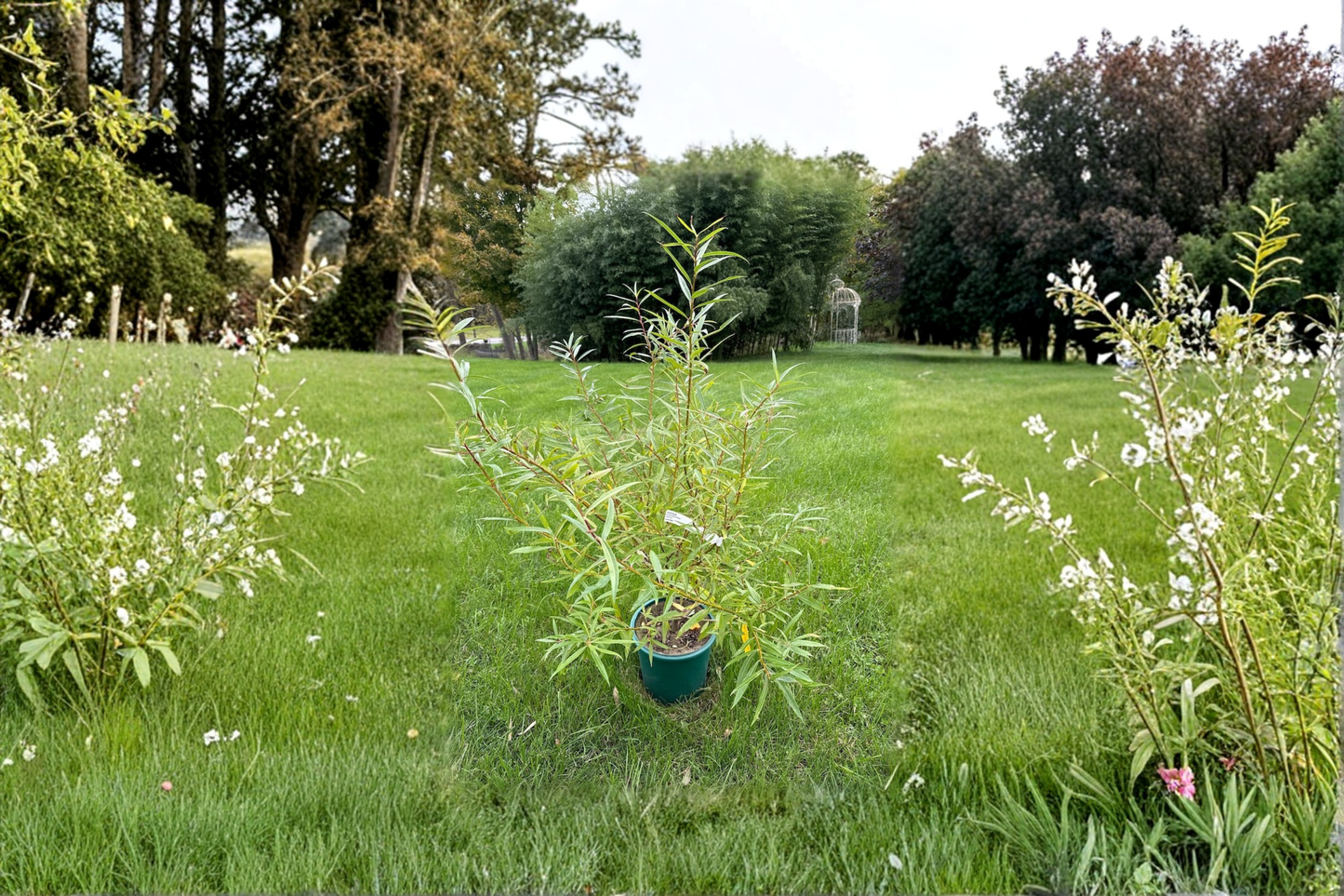Gold Horizon Deodar Cedar Live Plant 1 Gallon 18 Inch Tall – Cedrus deodara Golden Evergreen Conifer Tree