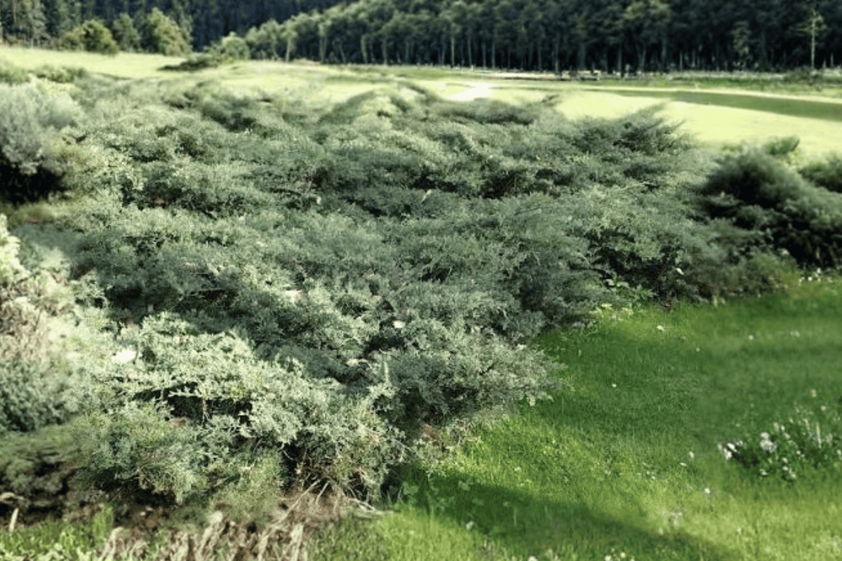 Grey Owl Juniper 1 Live Evergreen Shrub, 3 Gallon Pot, 12–15 Inches Tall – Juniperus virginiana ‘Grey Owl’
