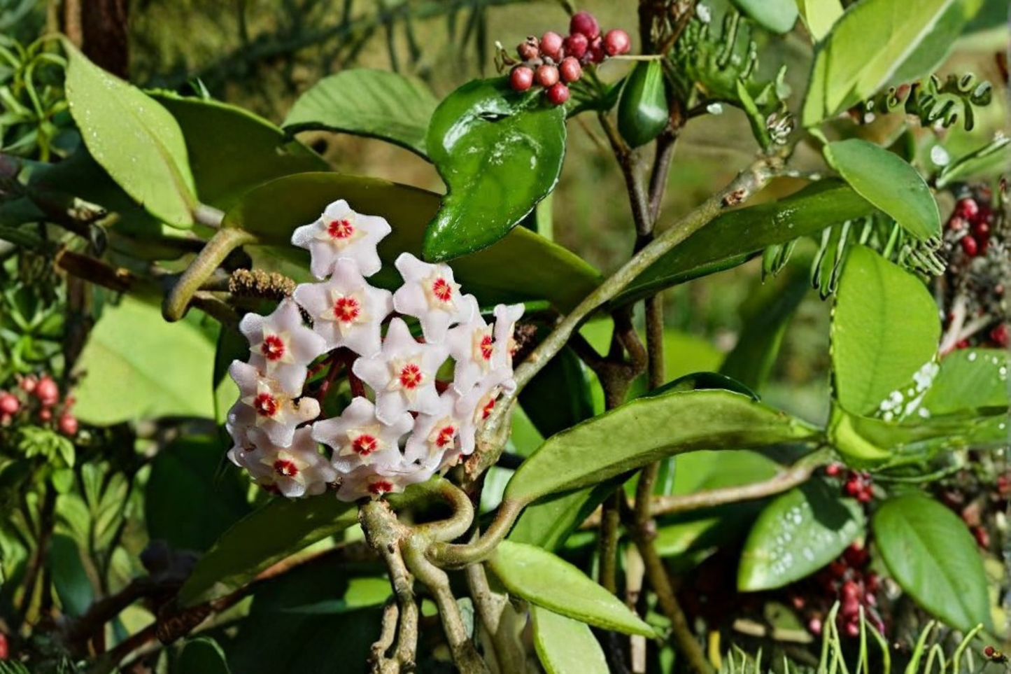 Hoya Rotundiflora Live Plant in 4-Inch Pot – Tropical Wax Plant