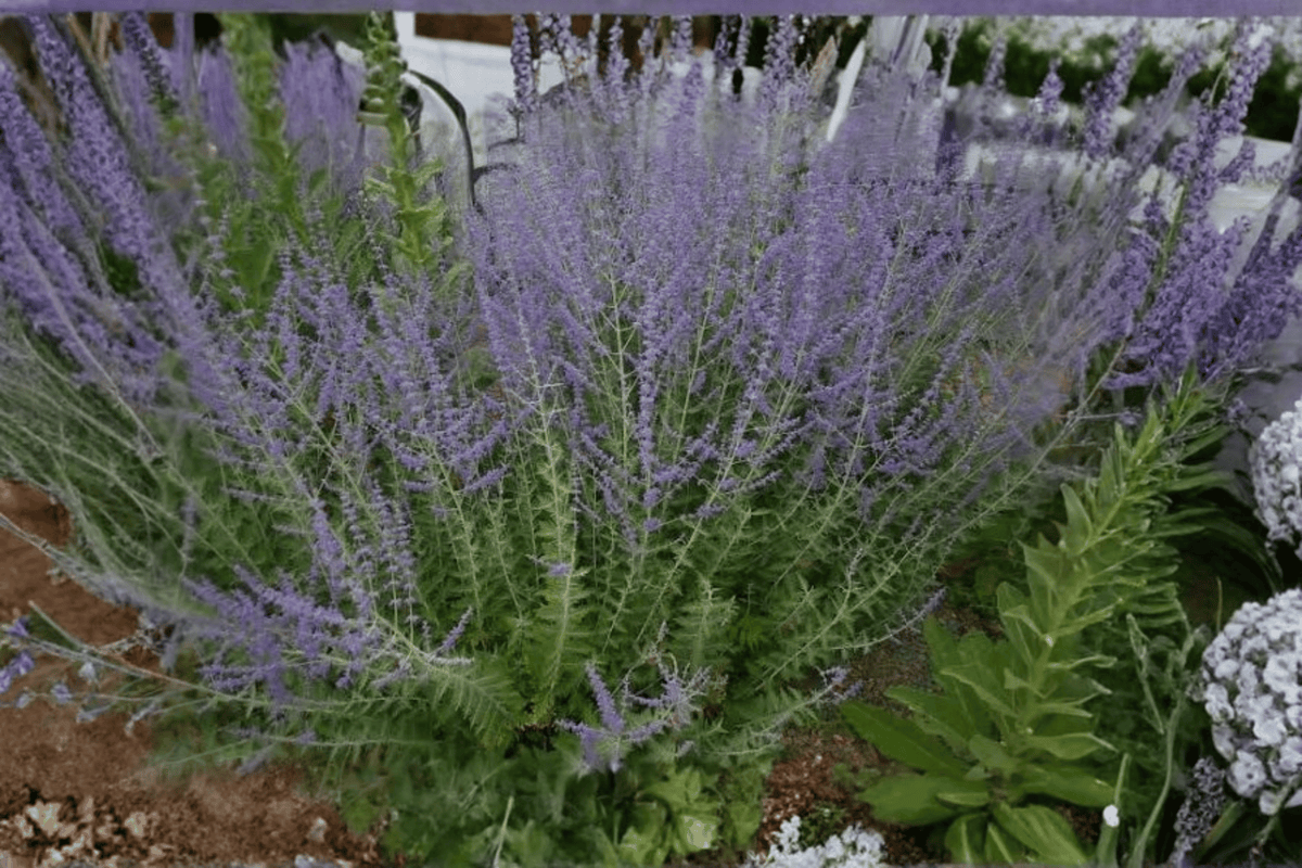 Little Spires Russian Sage 1 Live Flowering Perennial, 1 Gallon Pot – Perovskia atriplicifolia ‘Little Spires’