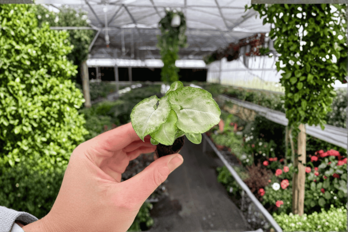 2 Syngonium Moonshine Starter Plants – Bare Root Live Arrowhead Plants