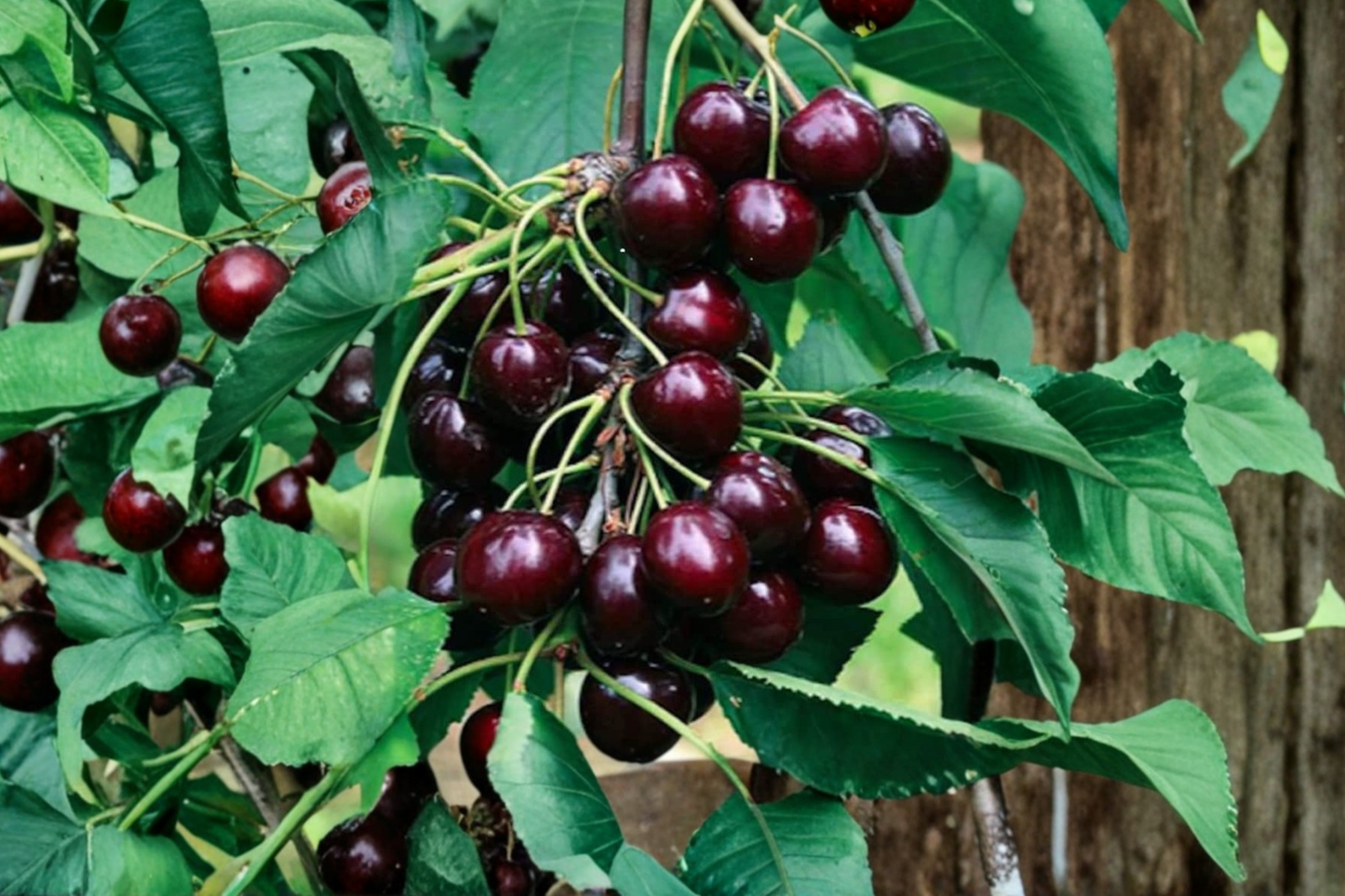 Black Cherry Tree Seeds Rare Fruit Plant 10 Seeds for Container and Outdoor Garden Growing