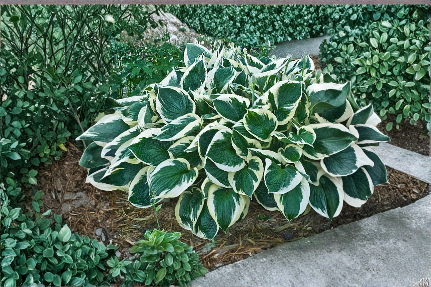 Minuteman Hosta Live Plant 3 Inch Pot Variegated Shade Perennial White Edge Leaf Garden Groundcover Plant