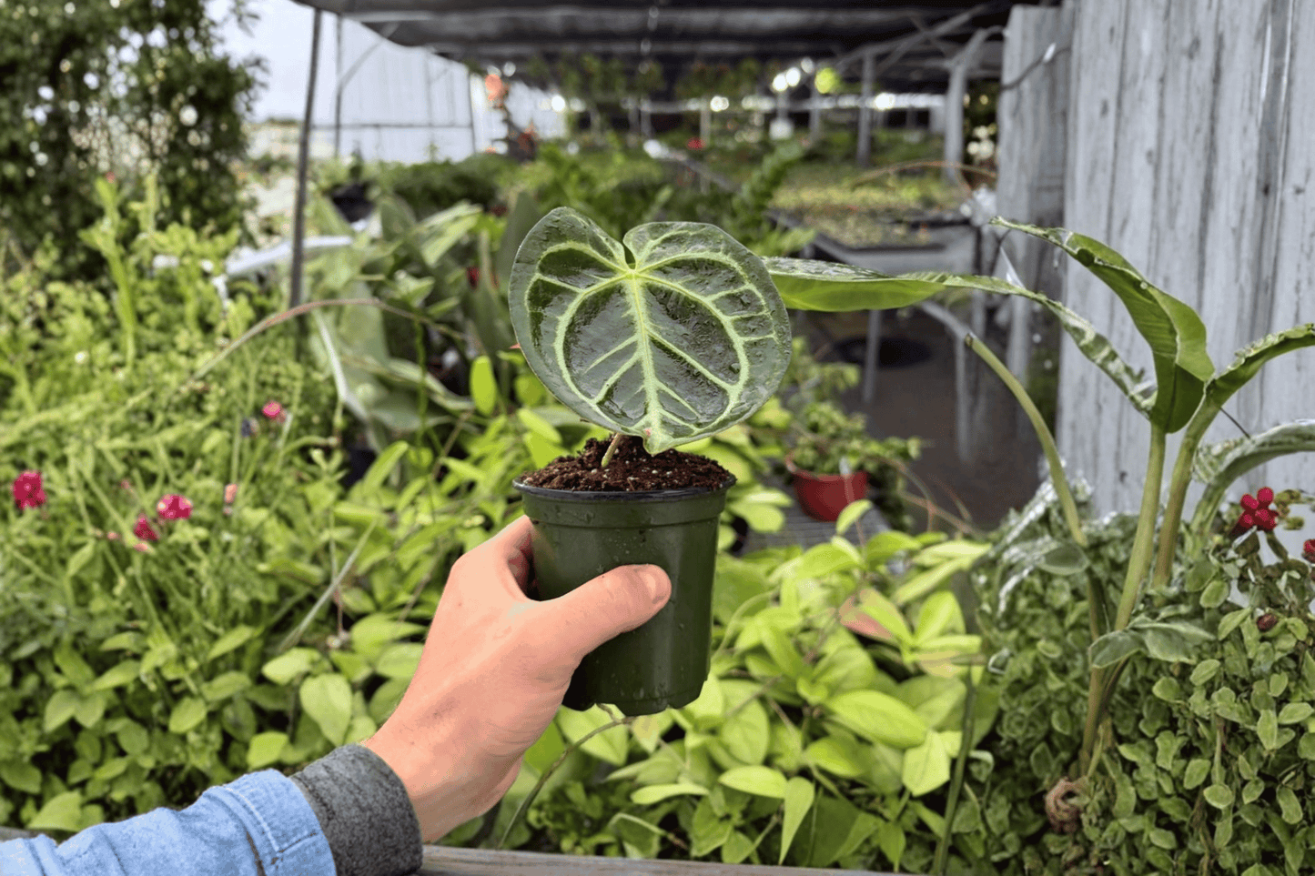 2 Exact Anthurium Dressleri × Hoffmannii Live Plants in 4-Inch Pots – Anthurium Dressleri × Hoffmannii