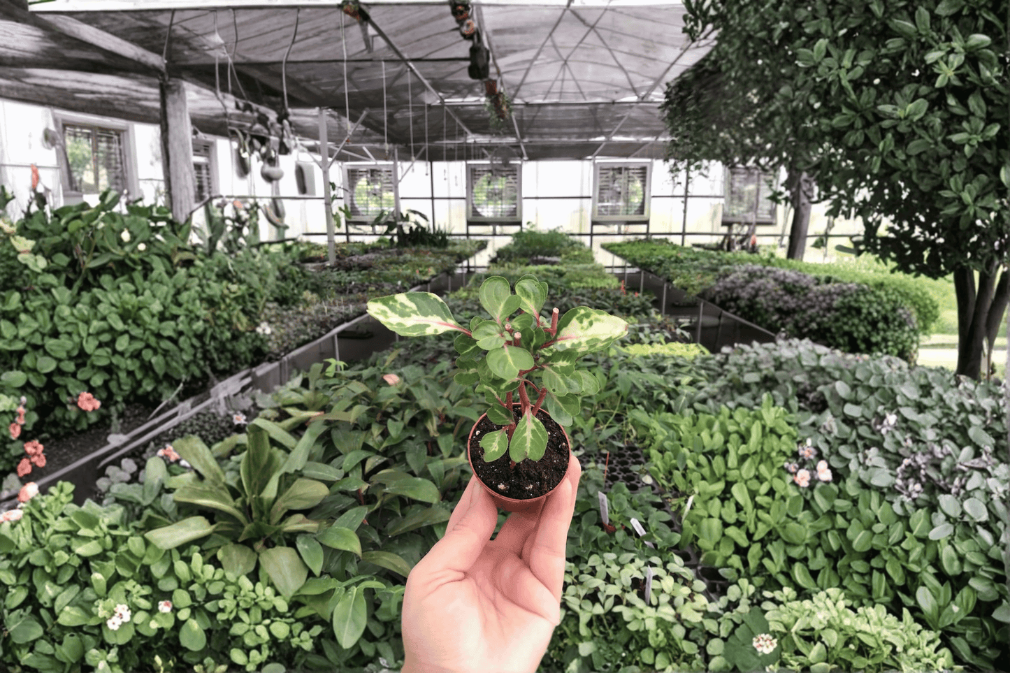 2 Iresine 'Chicken Gizzard' Starter Plants Bare Root – Iresine herbstii