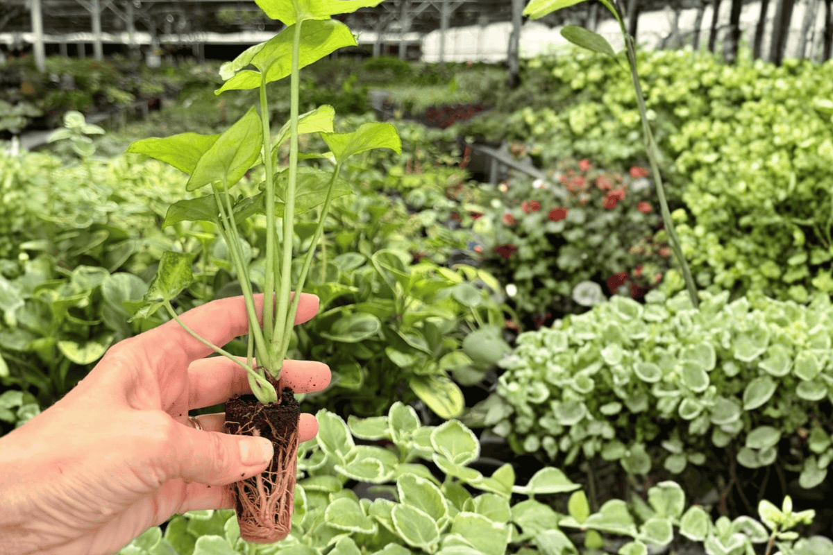 Syngonium Bright Allusion – 2 Exact Live Starter Plants – Syngonium podophyllum ‘Bright Allusion’