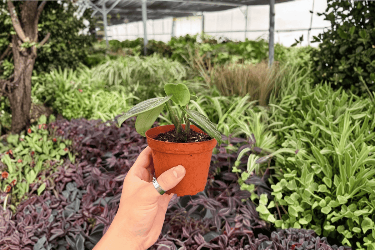 Peperomia Maculosa 2 Exact Live Plants – Specific 4-Inch Pots – Peperomia maculosa