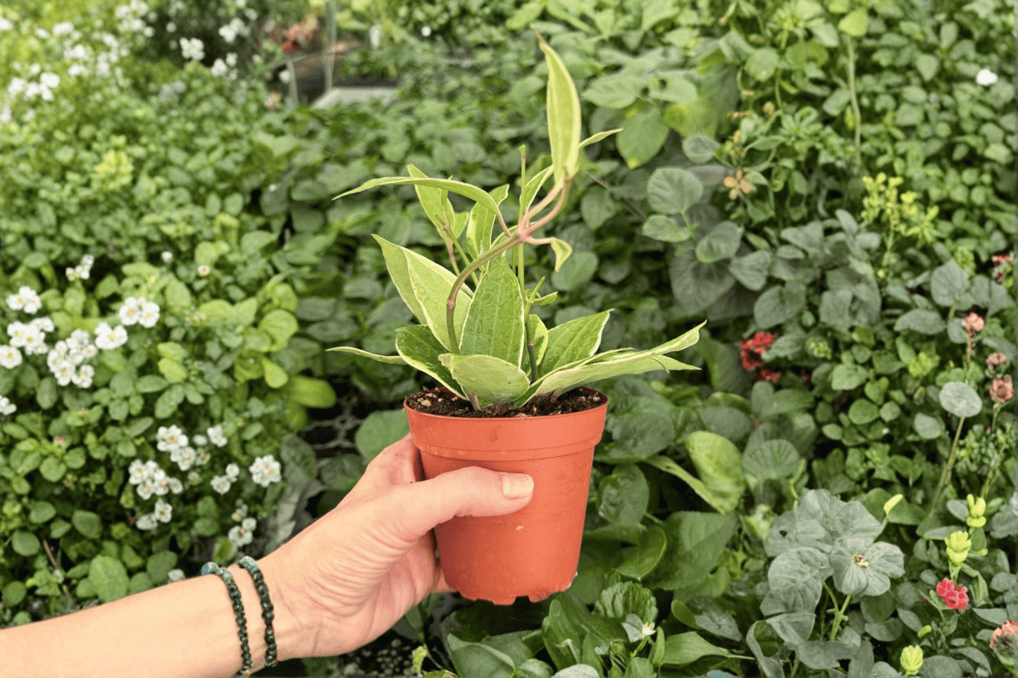 2 Exact Hoya macrophylla Variegated Live Plants in 4-Inch Pots – Hoya latifolia 'Variegata'
