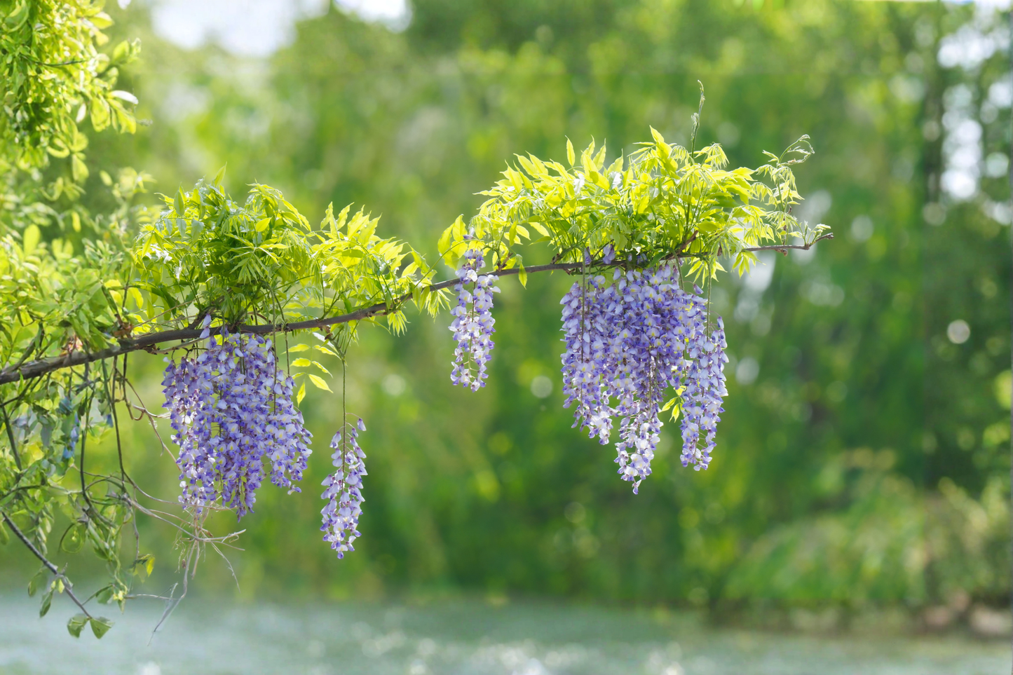Purple Chinese Wisteria Live Starter Plant – Wisteria sinensis Flowering Vine