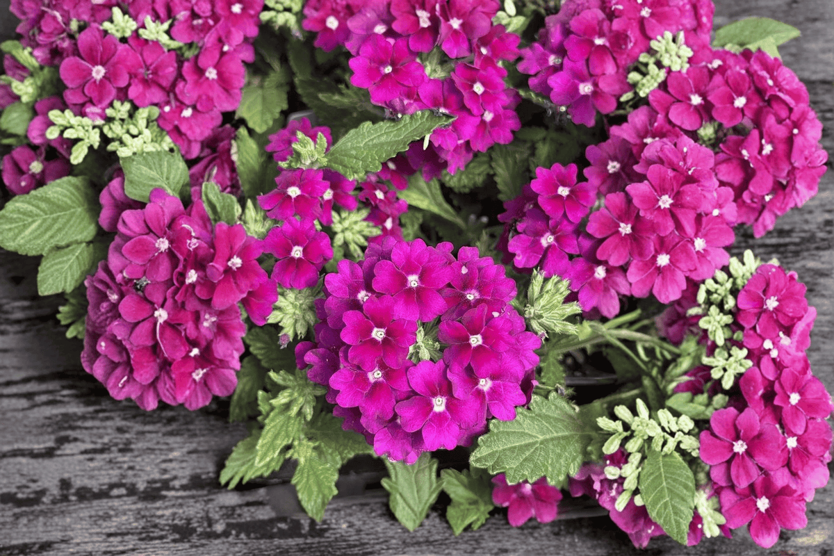 Vanessa Magenta Garden Verbena Live Plant – 4-Inch Pot – Verbena × hortensis 'Vanessa Magenta'