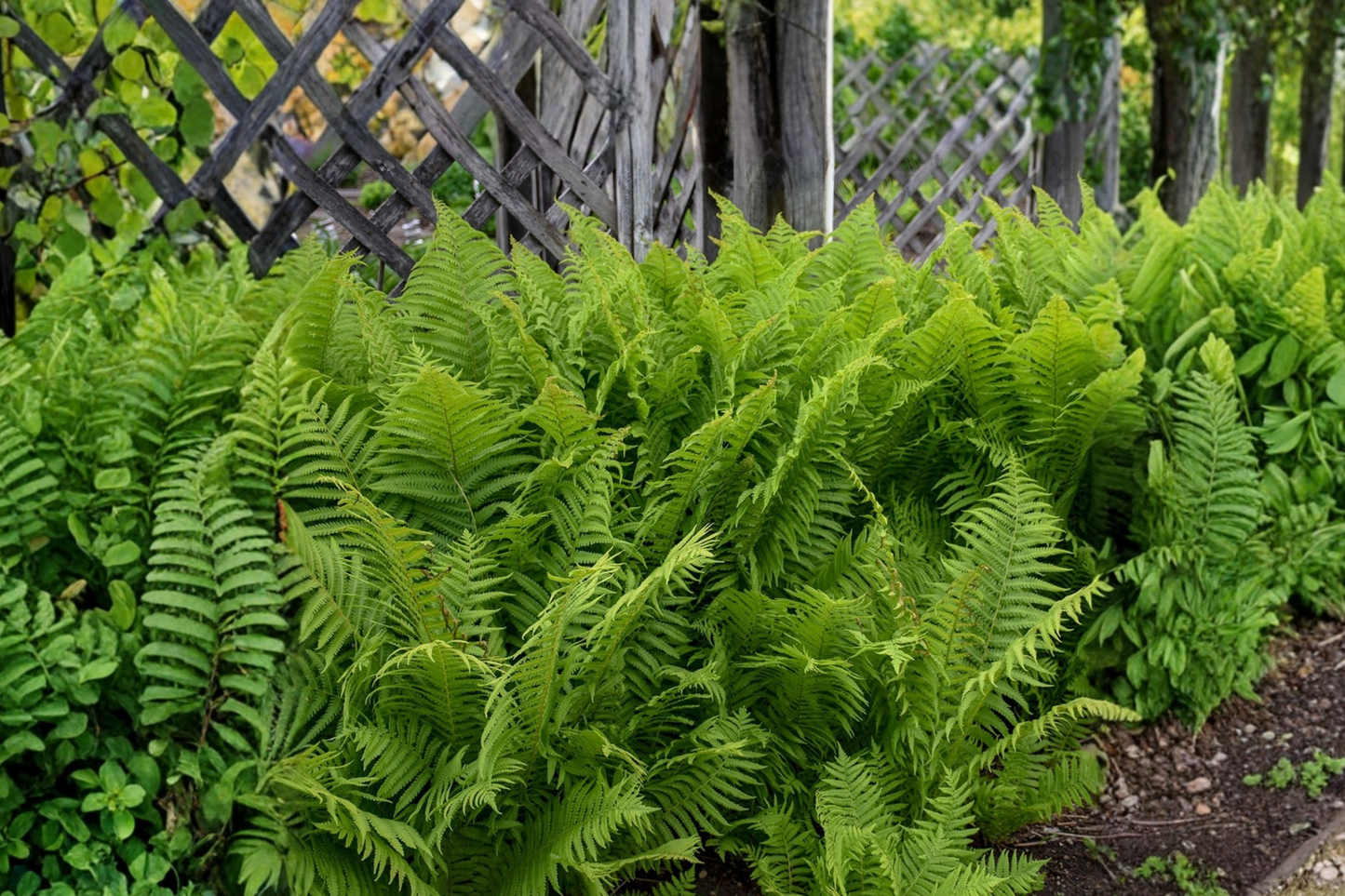 3 Ostrich Ferns, Matteuccia struthiopteris, Bare Root Perennial Shade Plants, Native Woodland Garden