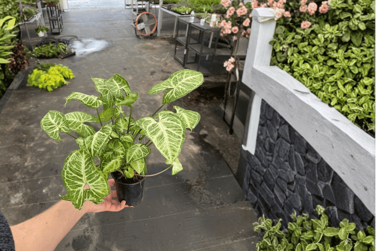 Syngonium Glo Go 2 Live Plants – Syngonium podophyllum 4” Size Bare Root