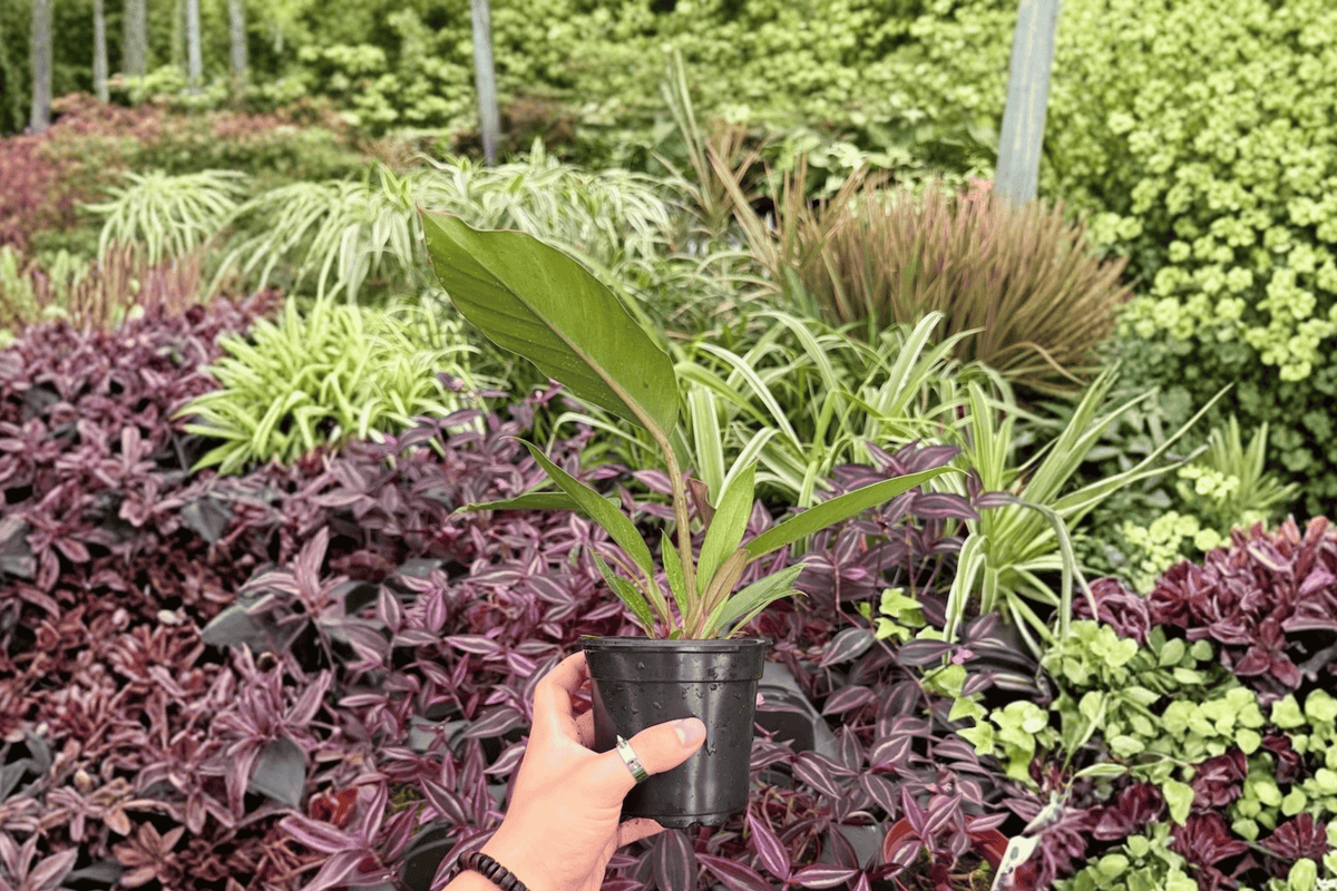 Philodendron Pluto “Choco Empress” 2 Exact Live Plants – 4” Size