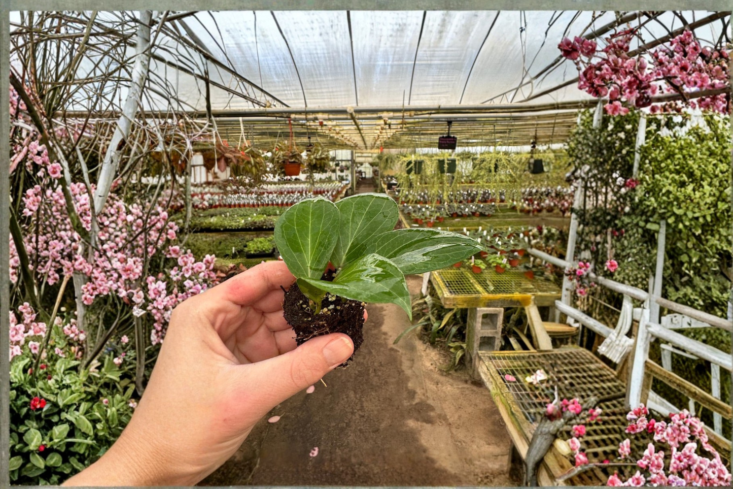 2 Hoya pottsii Live Starter Plants – Bare Root with Soil Pod (Hoya pottsii)