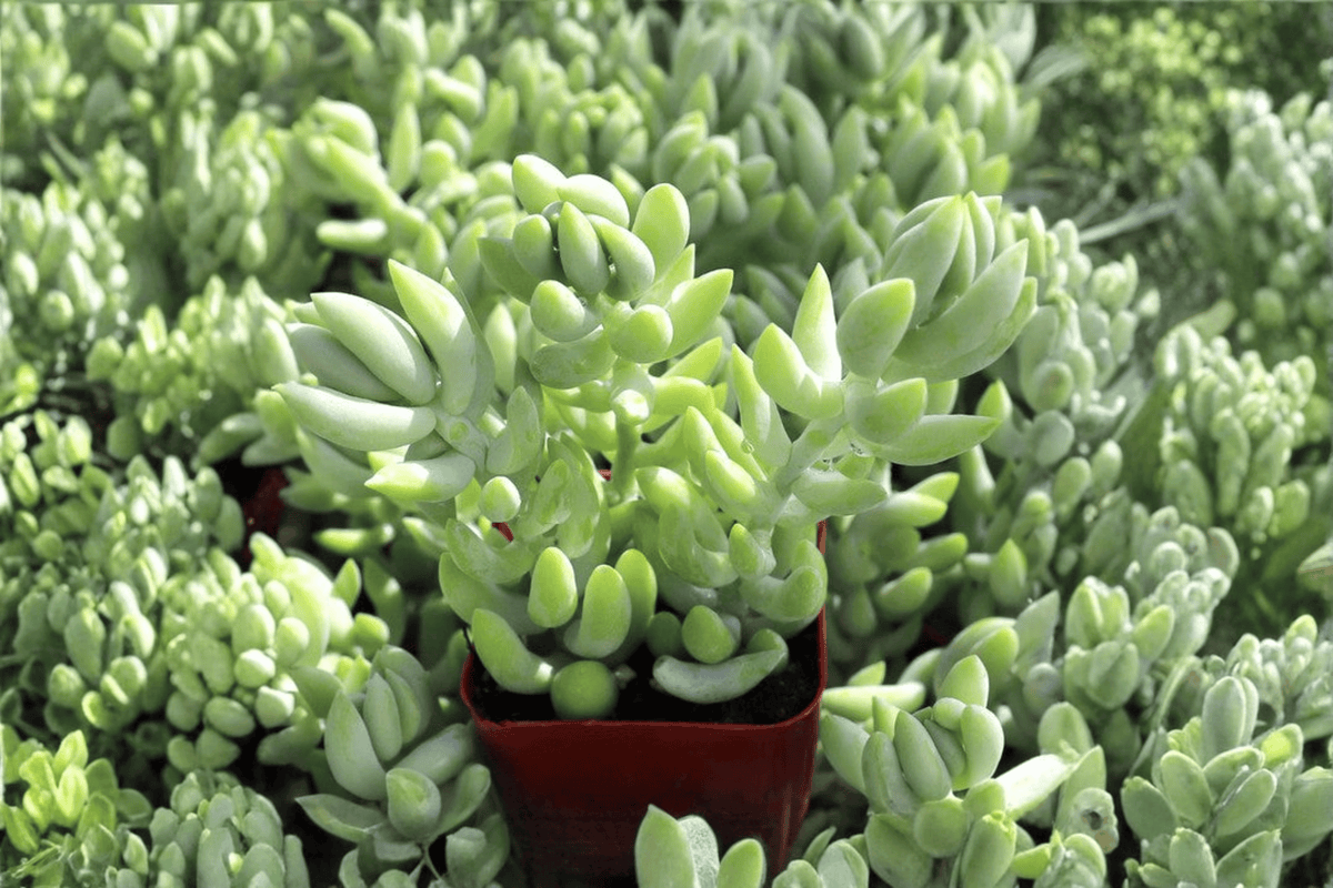 Burro’s Tail 1 Live Succulent – 4-Inch Pot – Sedum morganianum