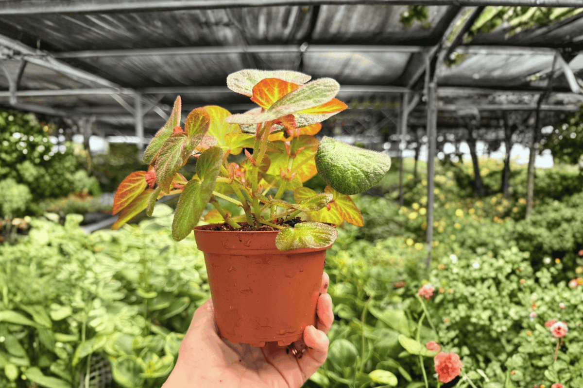 Begonia Manaus 2 Exact Live Starter Plants – 2-Inch Bare Root