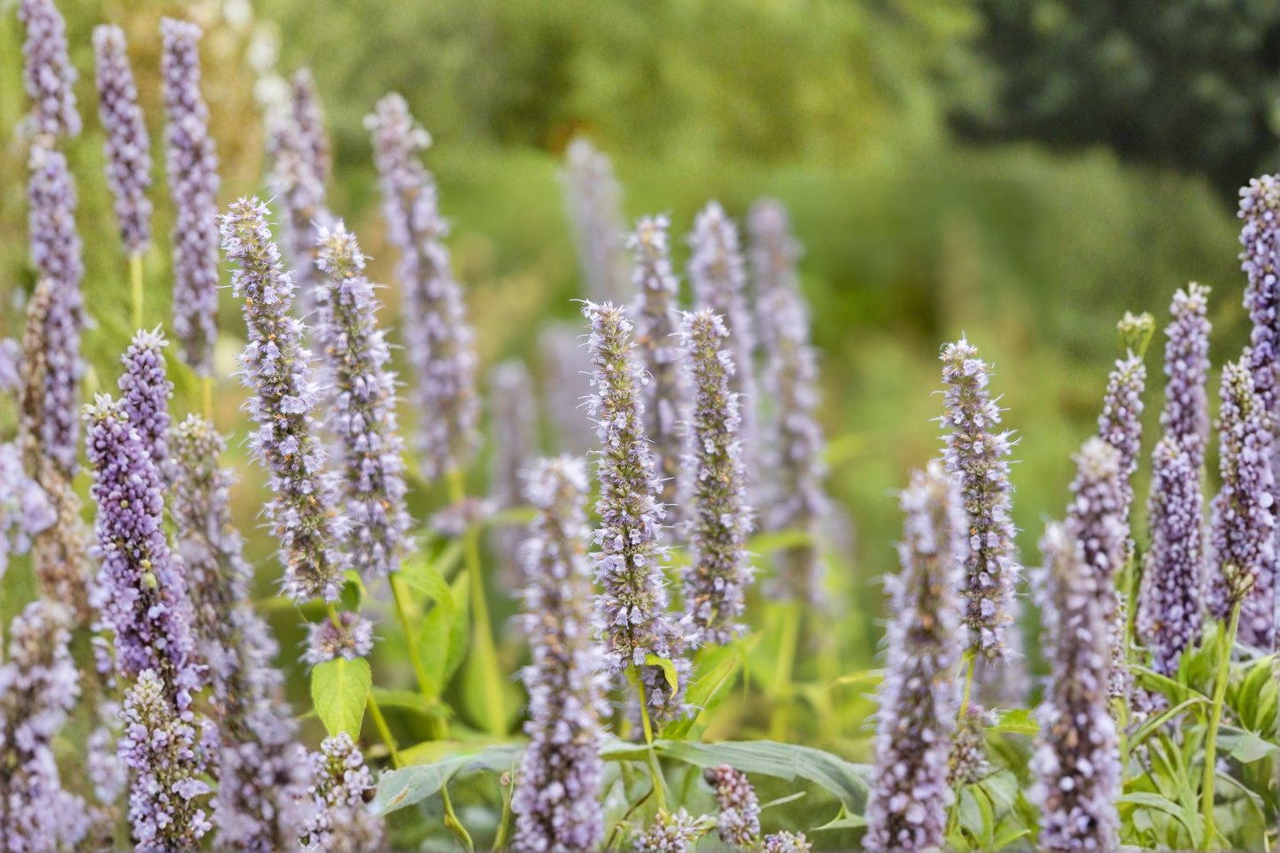 Agastache Black Adder Live Plants 3 Rooted Starters 1 Qt Pots Mexican Hyssop Purple Flower Perennial Pollinator Garden