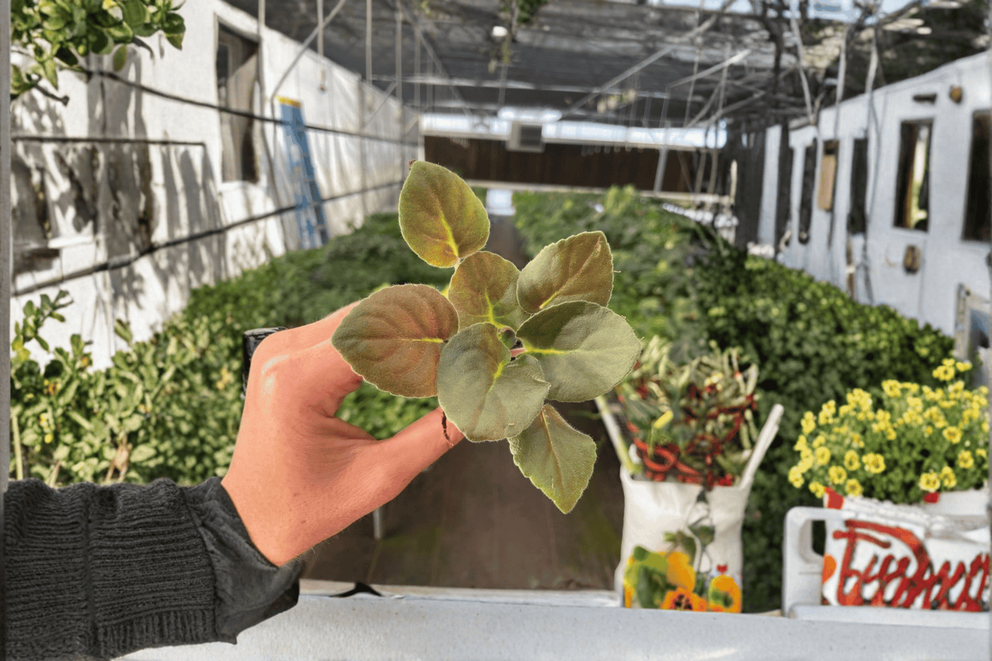 Wrangler’s Spanish Cavalier African Violet 2 Starter Live Plants – Streptocarpus ionanthus