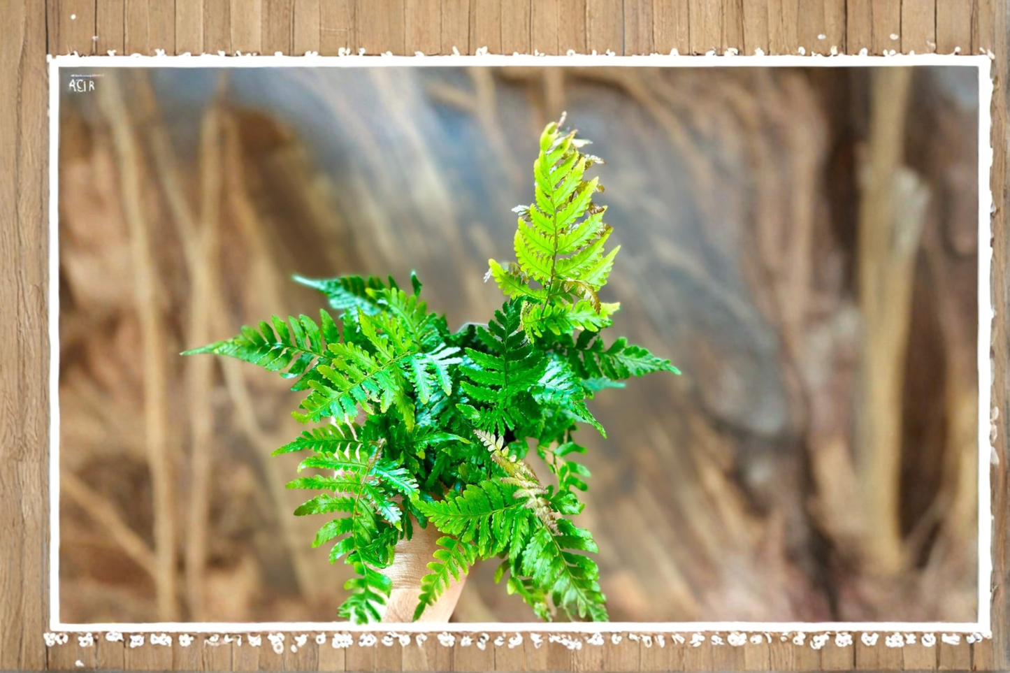 Autumn Fern Live Plant Easy Care Indoor Fern Houseplant Low Maintenance Tropical Foliage Plant Decor