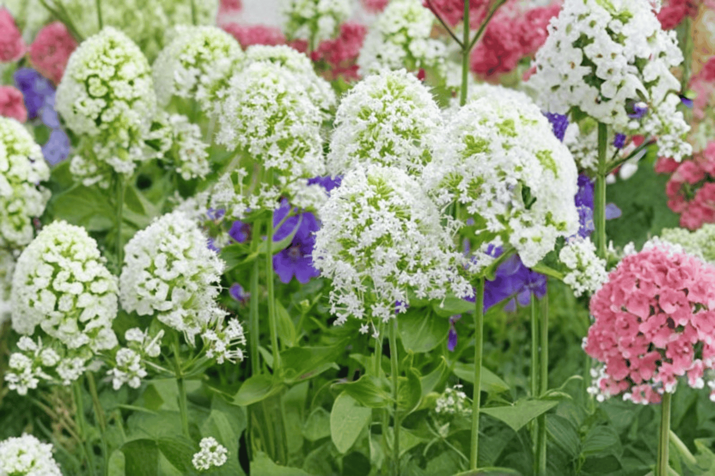 White Jupiter’s Beard 1 Live Plant – 4-Inch Pot – Centranthus ruber ‘Albus’