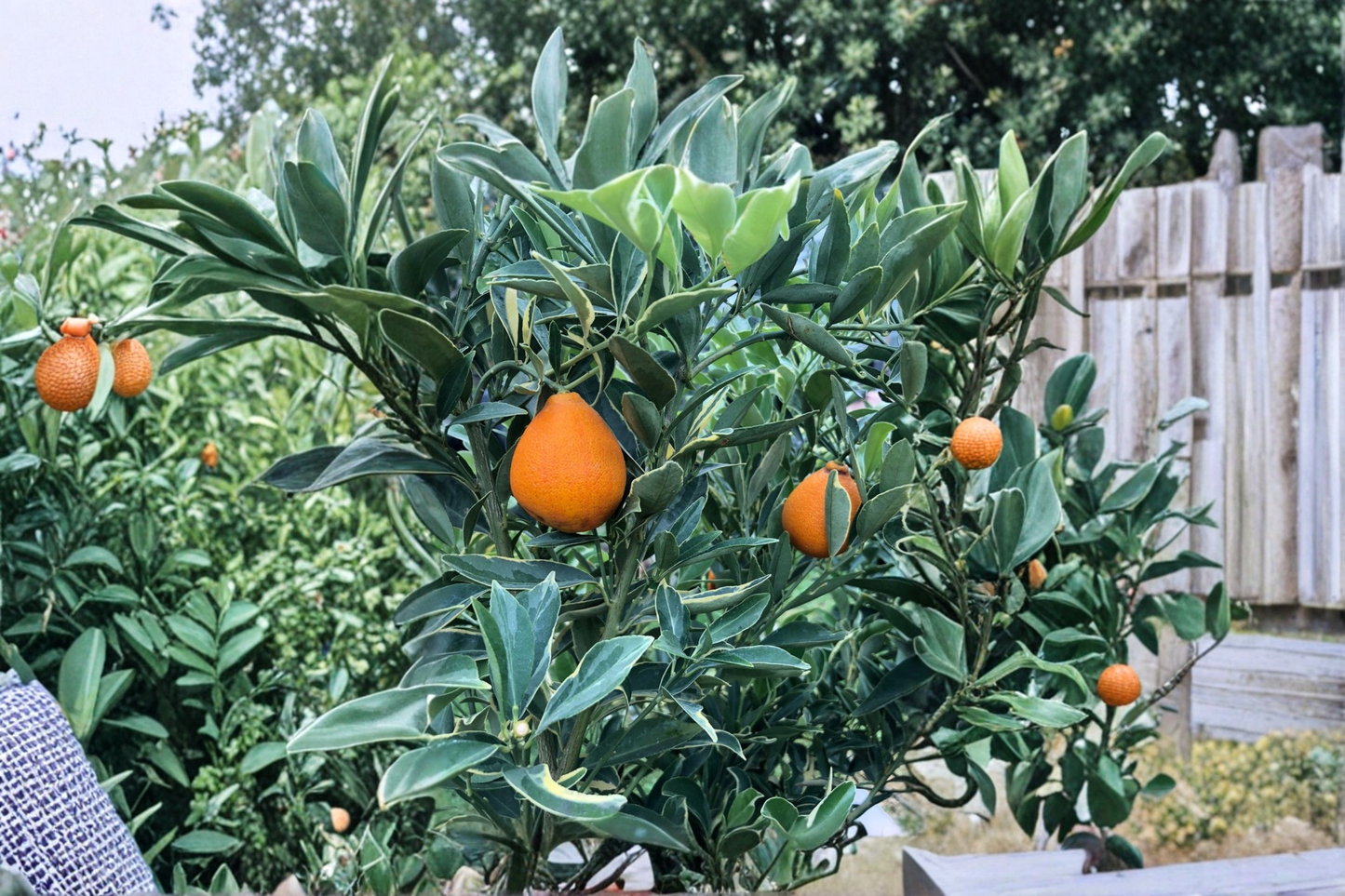 Centennial Variegated Kumquat Tree Live Plant 5 Gallon Pot Grafted Citrus Tree Ornamental Fruit Tree Patio Garden Plant