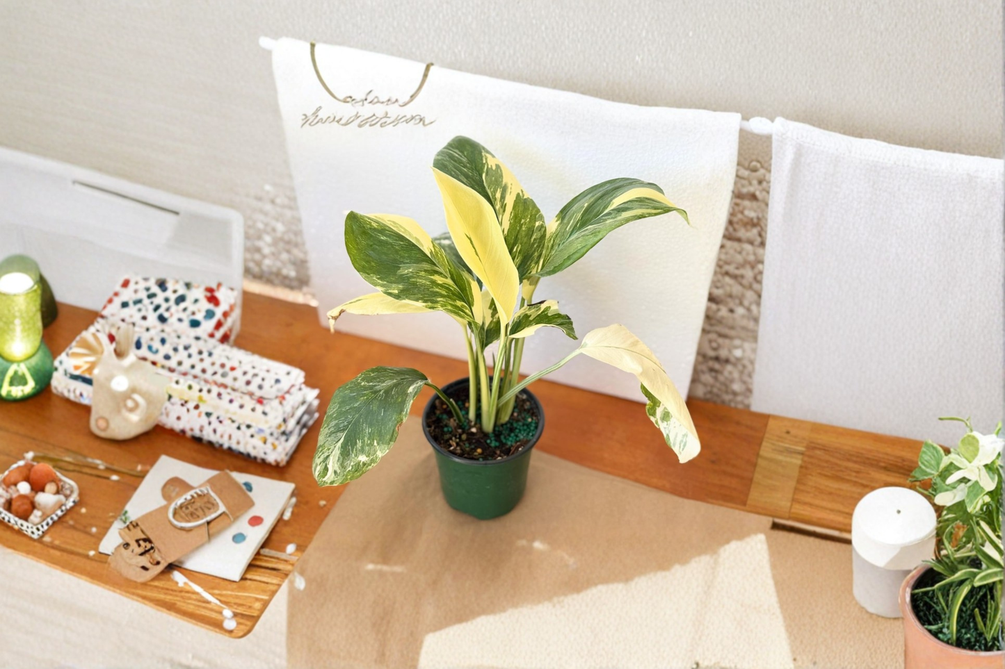 Monstera Lechleriana Albo Variegated Live Plant Rare Tropical Indoor Houseplant Starter Plant Gift