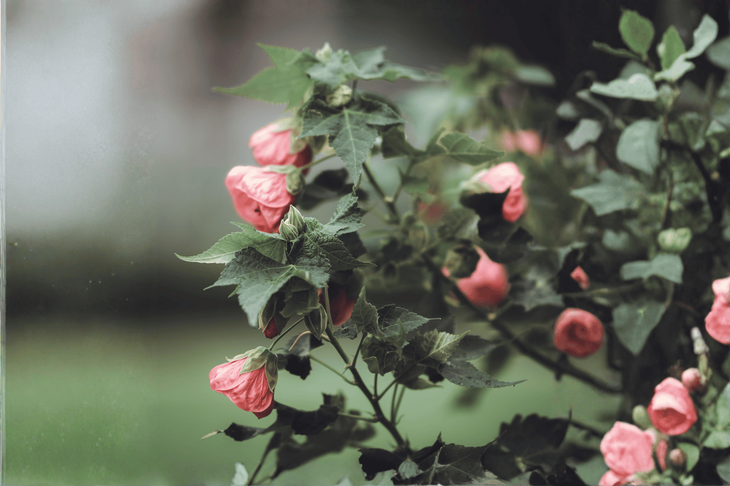 Kristin’s Pink Flowering Maple 1 Gallon Live Plant – Abutilon ‘Kristin’s Pink’