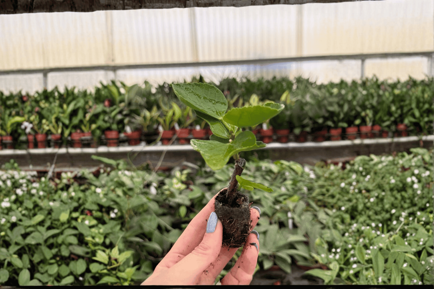 2 Rum Runner Hibiscus Starter Plants Bare Root – Hibiscus rosa-sinensis 'Rum Runner'