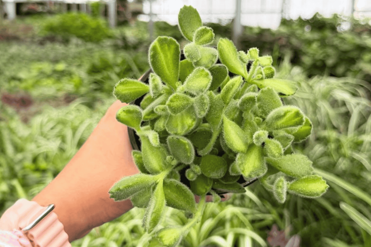 Variegated Bear Paw 2 Exact Live Plants – Cotyledon tomentosa ‘Variegata’ 4” Size Bare Root