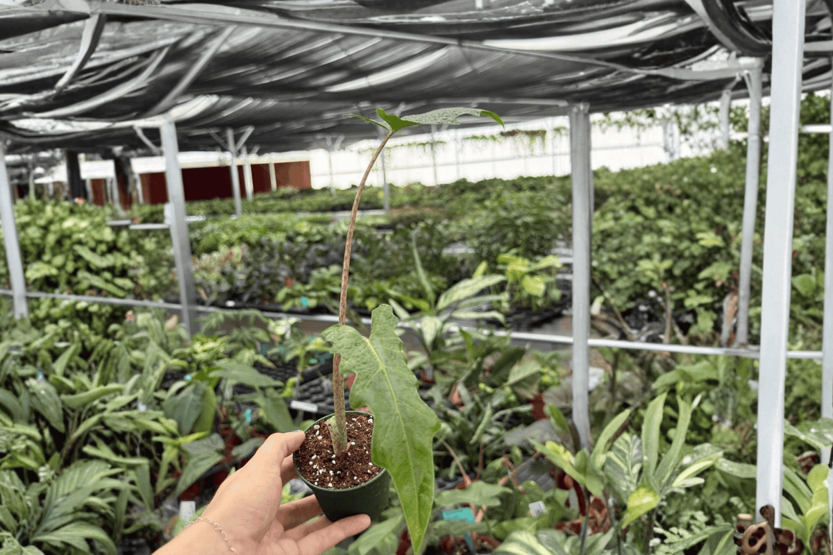 2 Alocasia Boa Starter Plants – Alocasia ‘Boa’