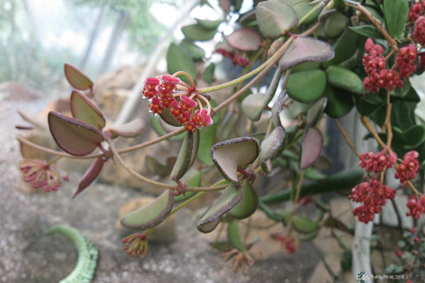 Hoya burtoniae Live Plant 4-Inch Pot – Rooted Trailing Wax Plant