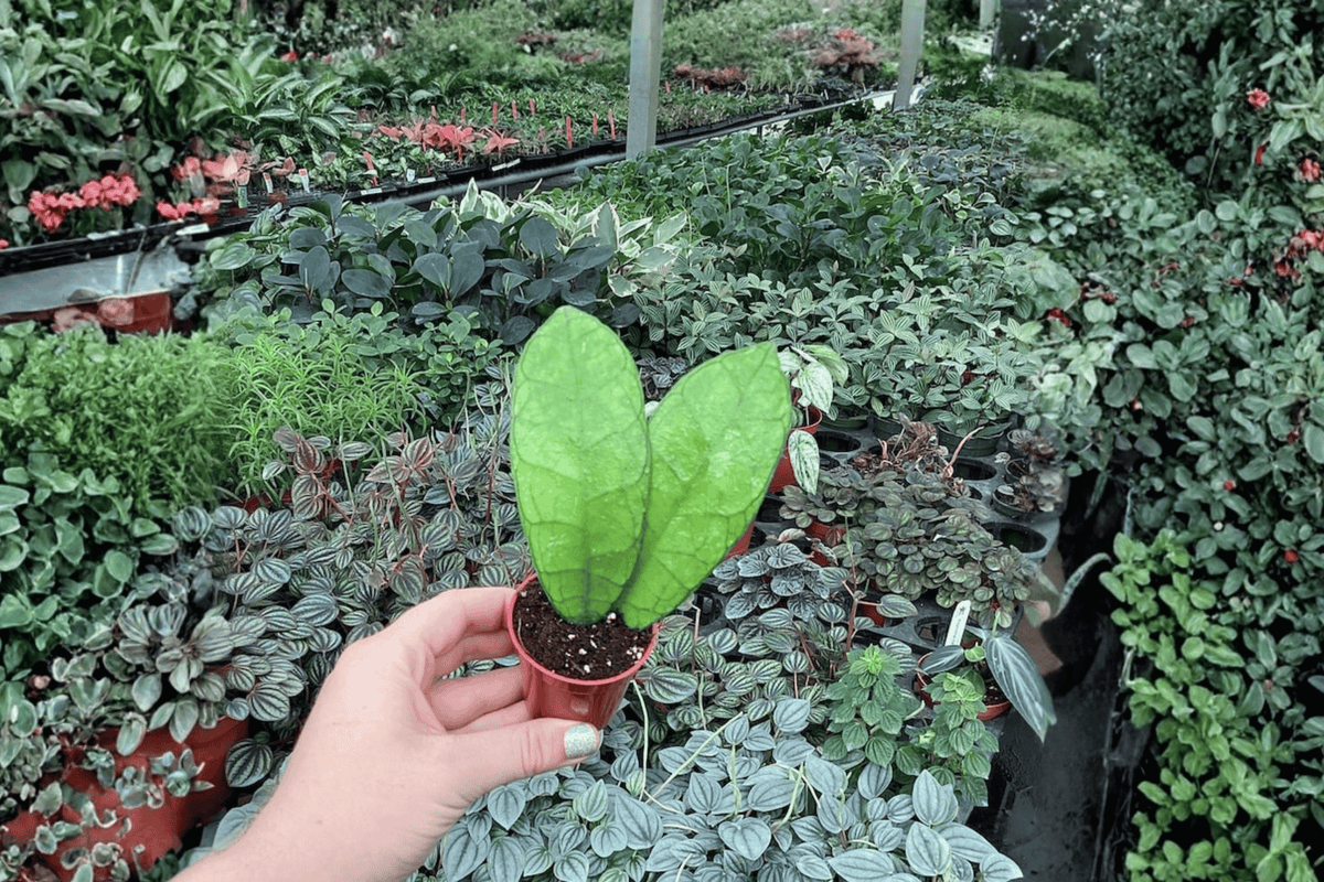 Hoya Callistophylla 2 Live Starter Plants – 2-Inch Starter Size – Hoya callistophylla