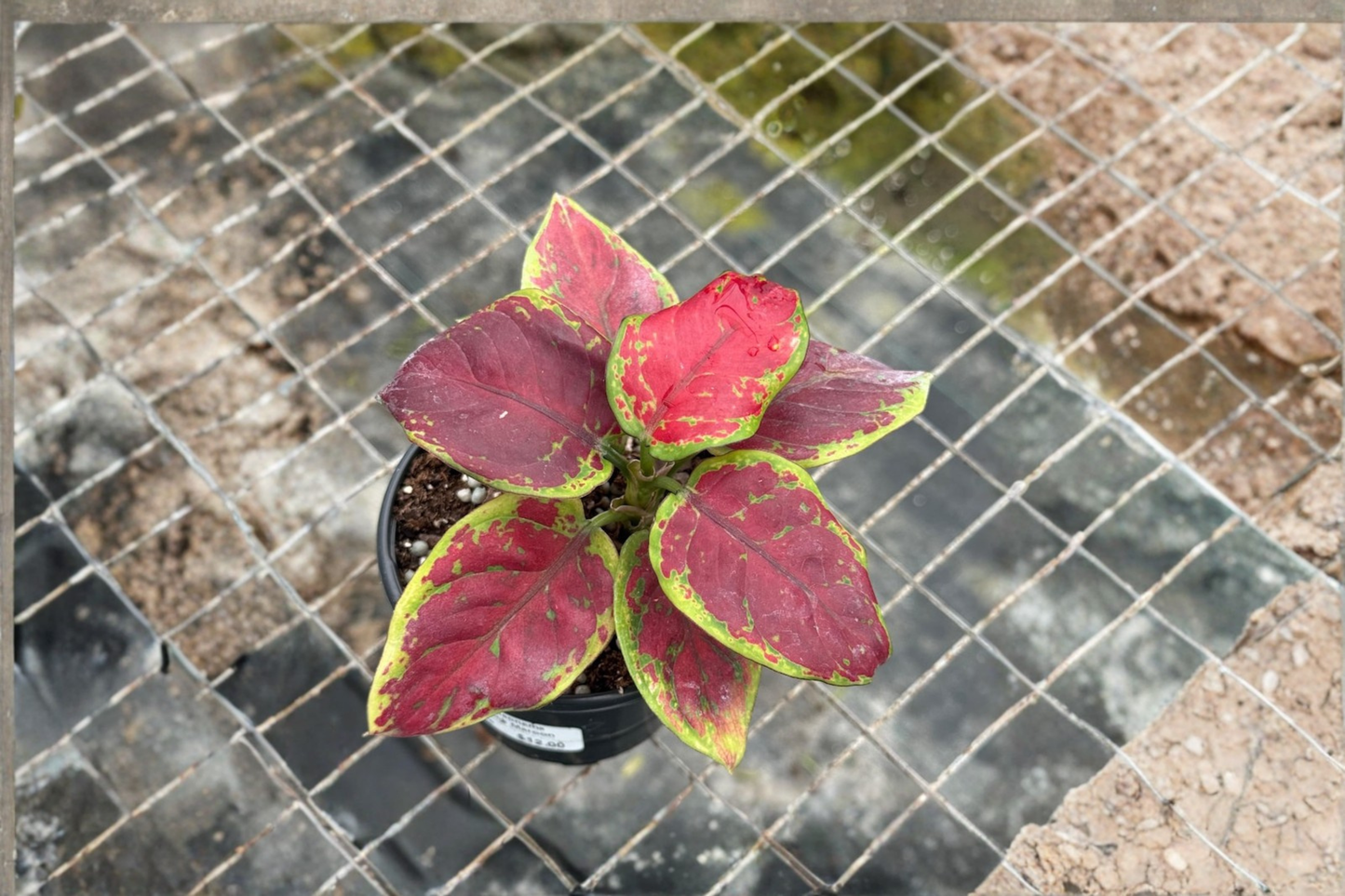 Aglaonema Pink Emerald Live Plant Chinese Evergreen Starter Houseplant Indoor Tropical Plant Gift