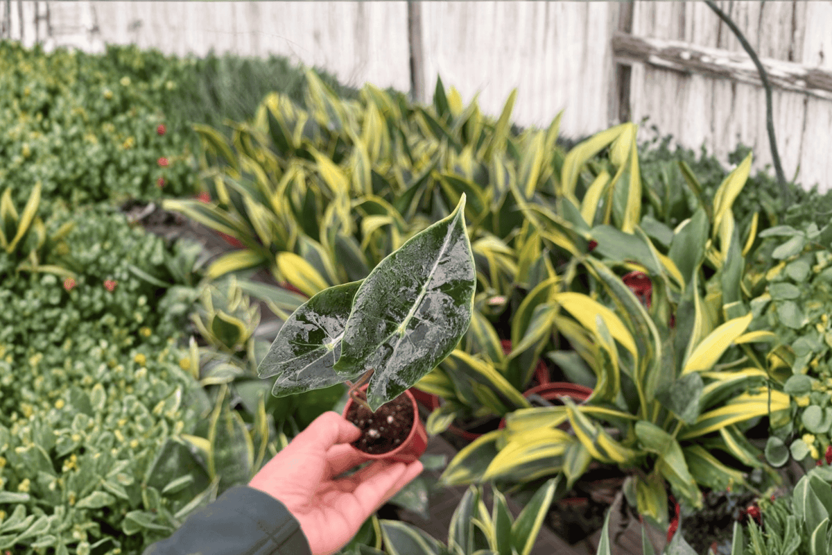 Alocasia Dragon’s Tooth 2 Starter Plants – Alocasia longiloba 2” Size Bare Root