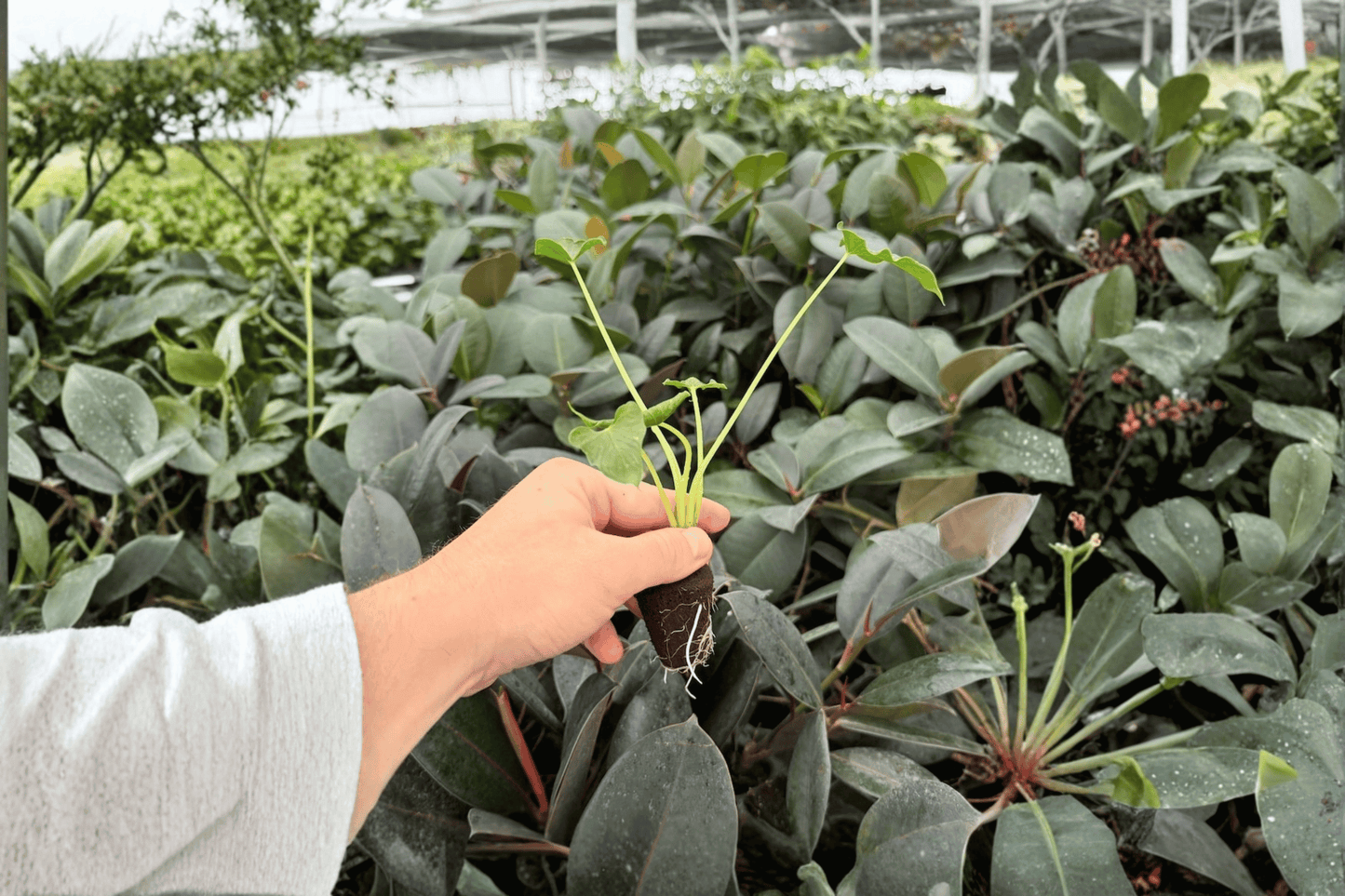 Alocasia Triangularis 2 Exact Live Starter Plants – Alocasia triangularis