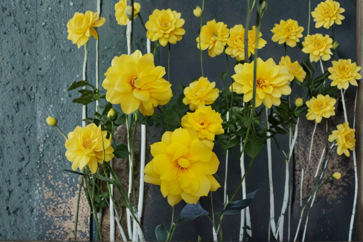 Gold Glow Rose Bush 2 Gal Live Plant, Bright Yellow Hybrid Tea Rose Shrub for Garden Landscaping