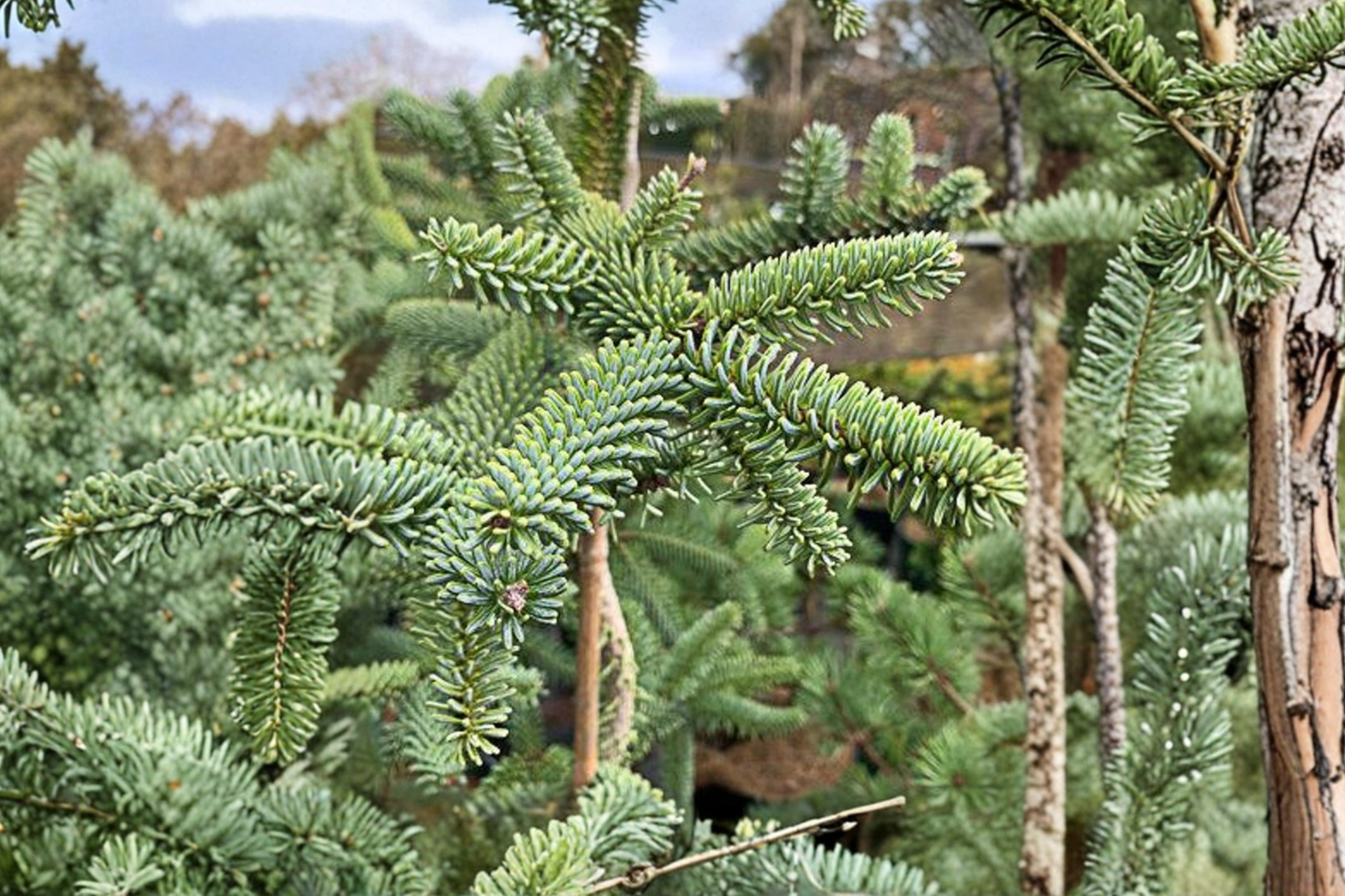 Spanish Fir Kelleris Live Plant 12 Inch 1 Gallon – Abies pinsapo Blue Evergreen Conifer for Garden Landscape