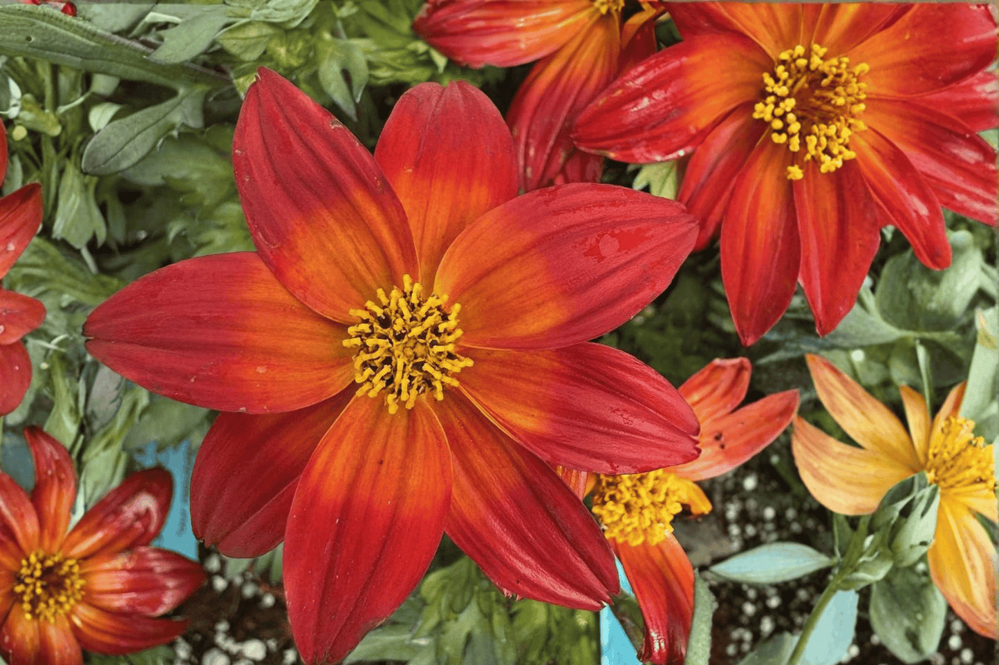 Smile Dark Red Beggarticks 1 Live Plant – 4-Inch Pot – Bidens ‘Smile Dark Red’