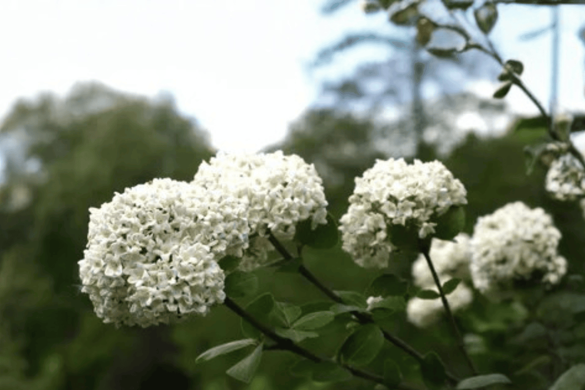 Korean Spice Viburnum 1 Live Flowering Shrub, 1 Gallon Pot – Viburnum carlesii