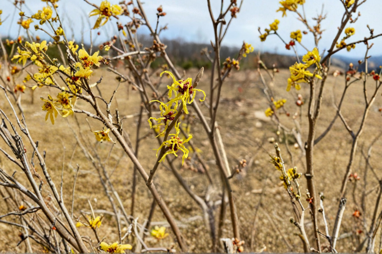 Early Bird Witch Hazel Live Plant 15 Inch Tall – Hamamelis x intermedia Yellow Winter Bloom Shrub Garden Plant 1 Year Graft
