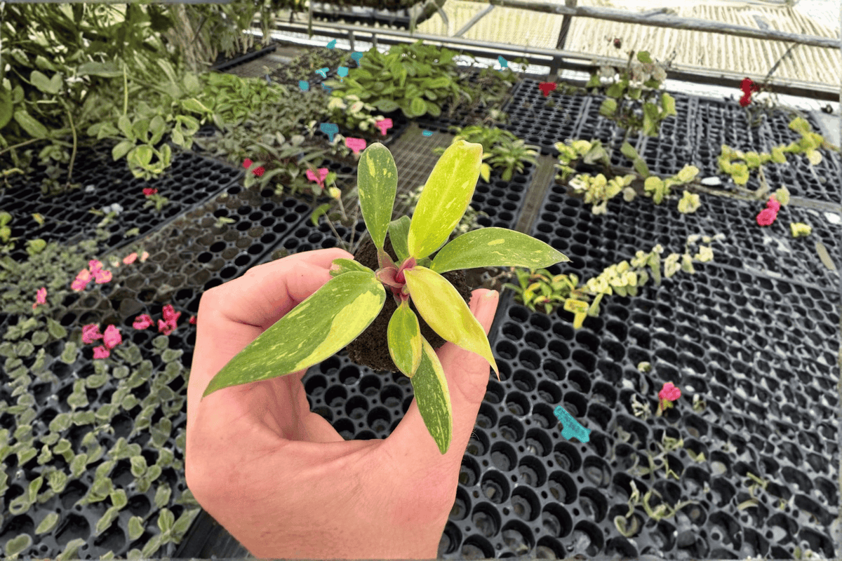 2 Variegated Philodendron 'Prince of Orange' Starter Plants – Bare Root Live Plants
