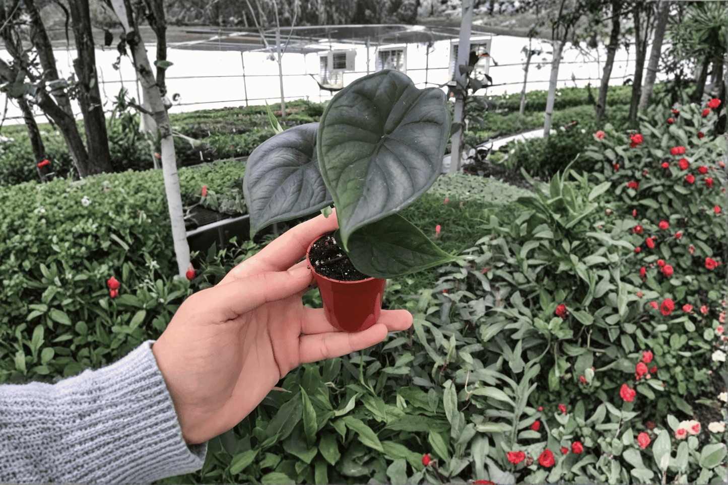 2 Alocasia baginda 'Dragon Scale' Starter Plants – 2-Inch Grown Bare Root Live Plants
