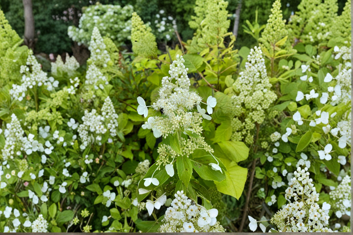 Hydrangea ‘Kyushu’ 1 Gallon Live Plant – Hydrangea paniculata White Panicle Flowering Shrub for Garden Landscape