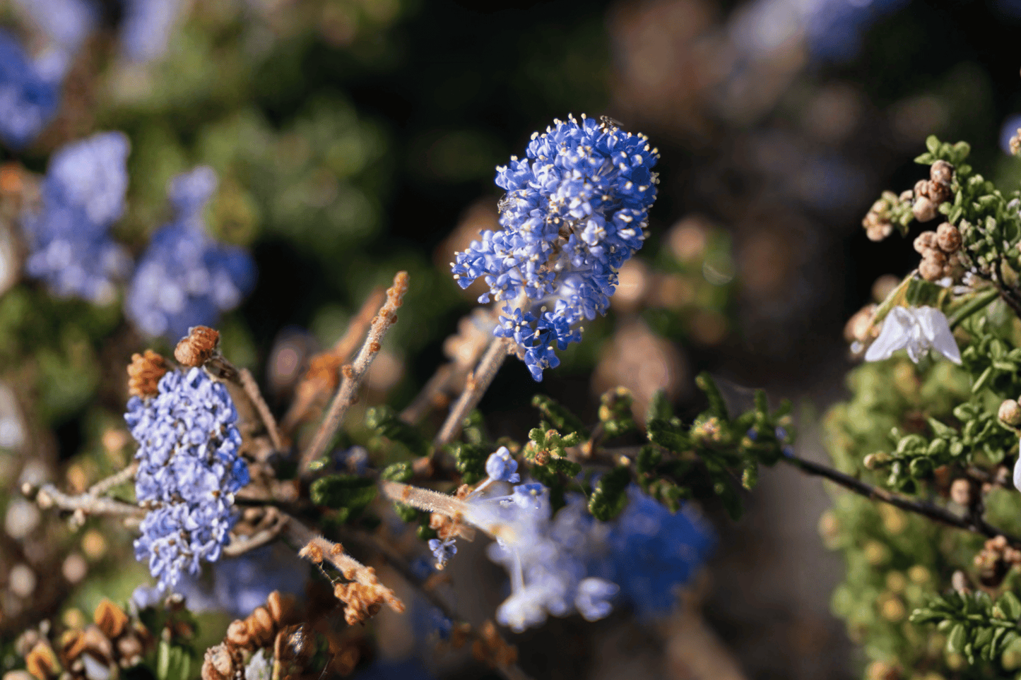 Carmel Creeper California Lilac 1 Live Plant – 4-Inch Pot – Ceanothus griseus var. horizontalis ‘Carmel Creeper’