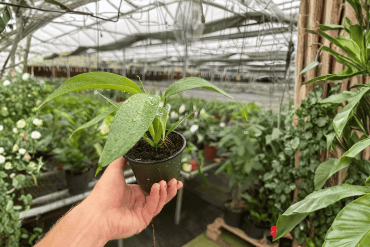 2 Philodendron panduriforme Live Plants in 4-Inch Pots – Tropical Climbing Aroids